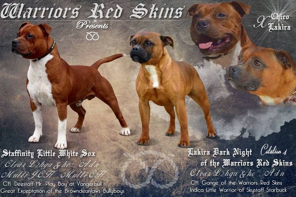 chiot Staffordshire Bull Terrier Of The Warriors Red Skins