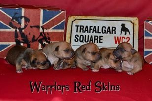 Of The Warriors Red Skins - Staffordshire Bull Terrier - Portée née le 23/04/2015