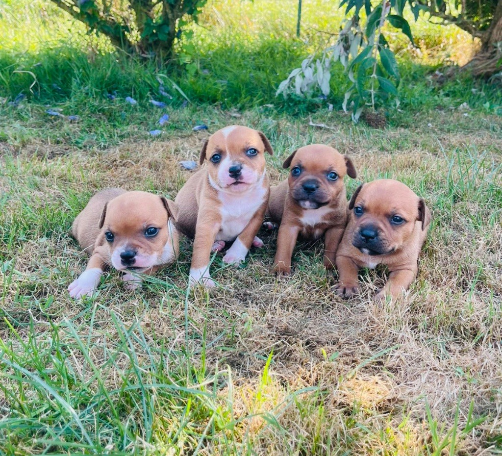 Of The Warriors Red Skins - Chiot disponible  - Staffordshire Bull Terrier