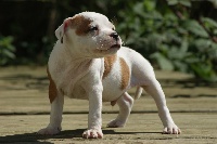 CHIOT2