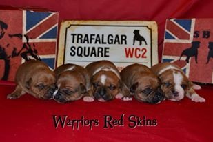 Of The Warriors Red Skins - Staffordshire Bull Terrier - Portée née le 21/04/2015