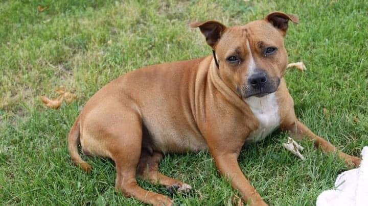 TR. Dooscha du Logeo de l'Ixaro