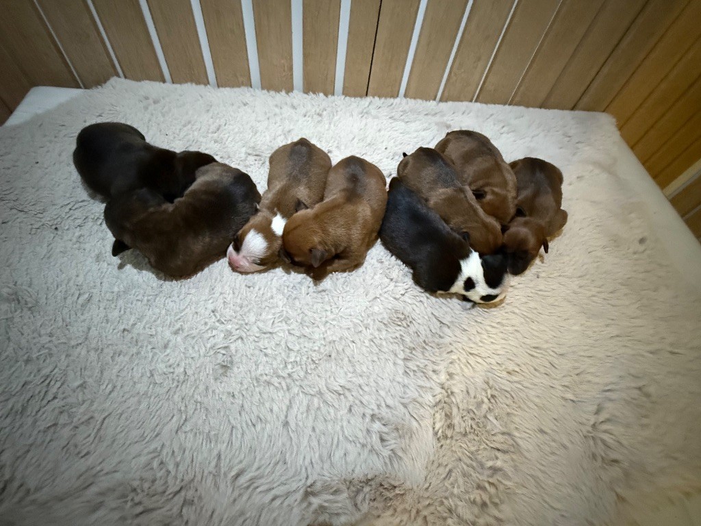 Chiot Staffordshire Bull Terrier Of The Warriors Red Skins