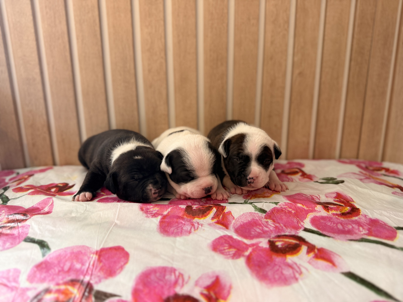 Of The Warriors Red Skins - Staffordshire Bull Terrier - Portée née le 22/02/2026