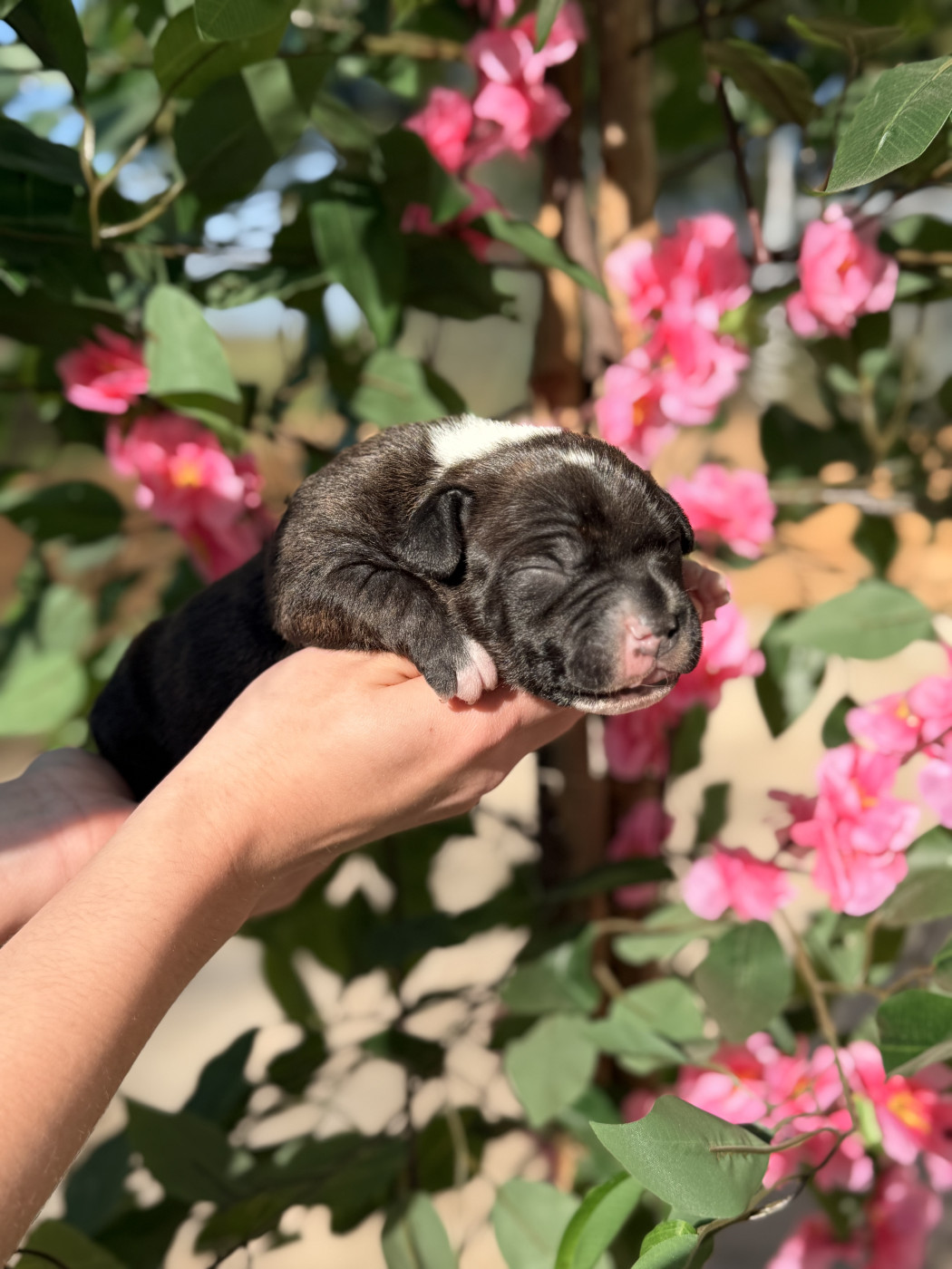 Of The Warriors Red Skins - Chiots disponibles - Staffordshire Bull Terrier