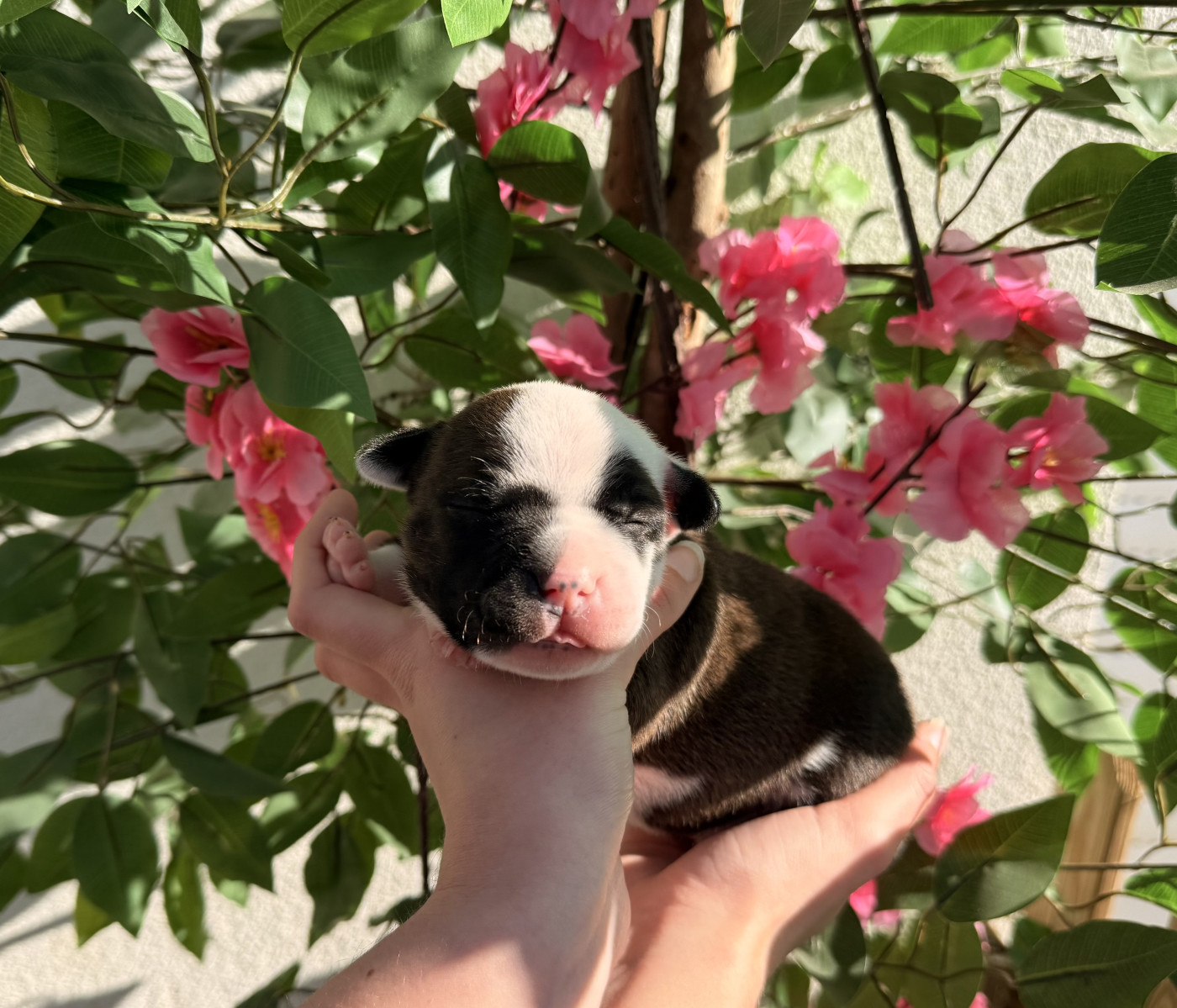 Of The Warriors Red Skins - Chiots disponibles - Staffordshire Bull Terrier