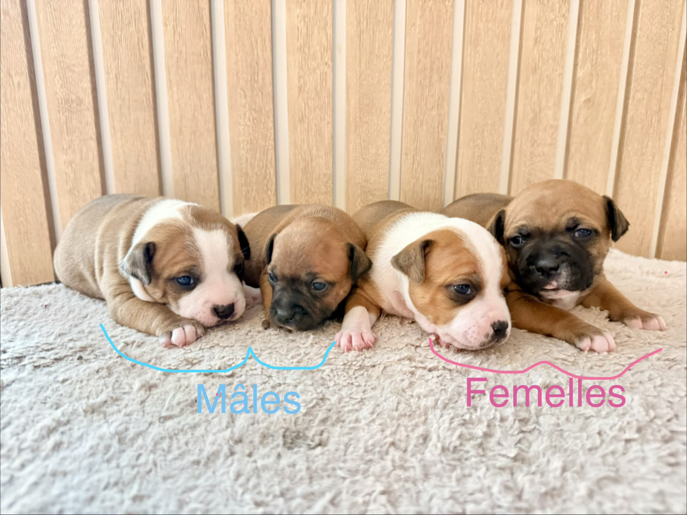 Of The Warriors Red Skins - Staffordshire Bull Terrier - Portée née le 01/03/2026