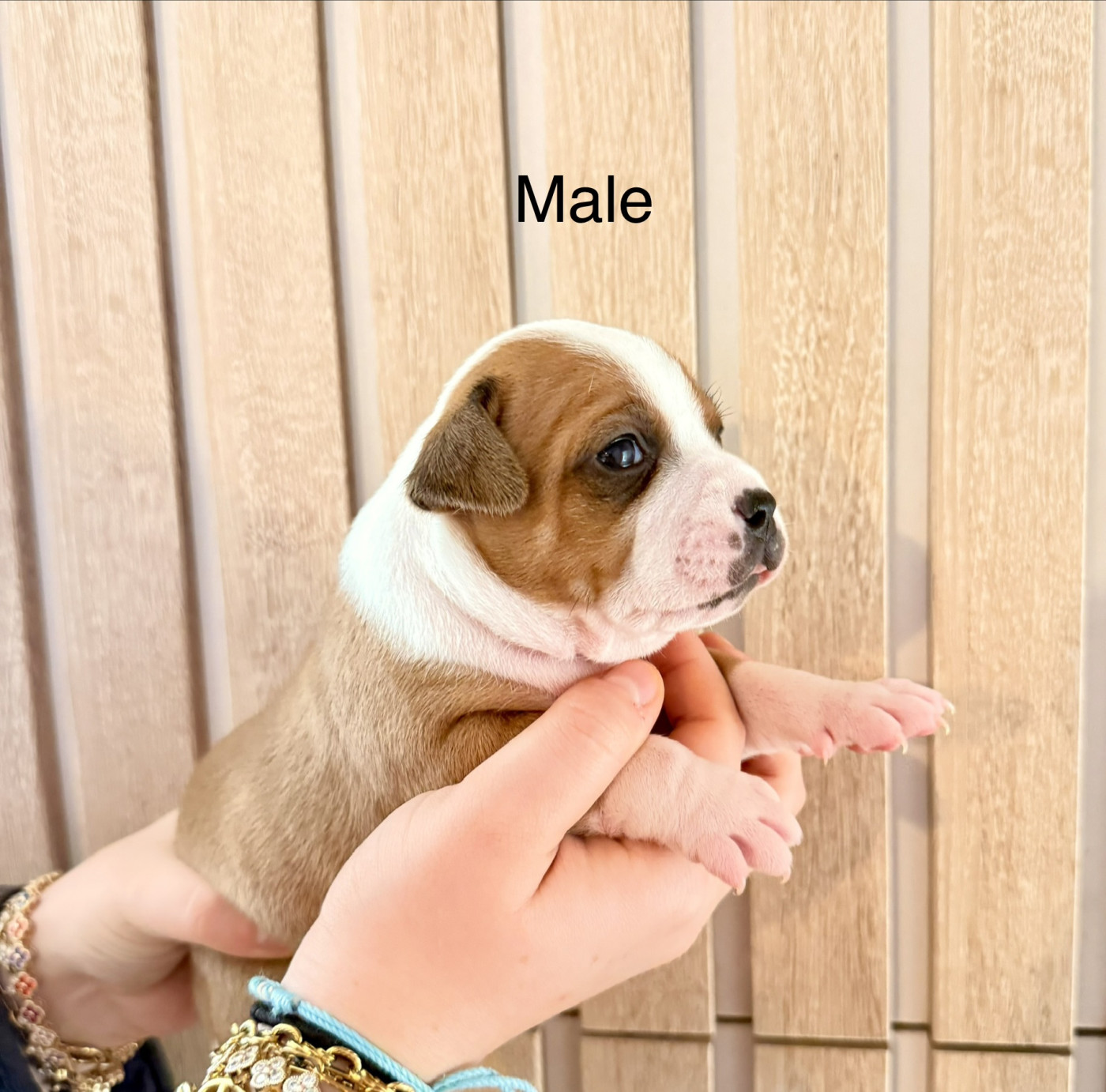 Of The Warriors Red Skins - Chiots disponibles - Staffordshire Bull Terrier