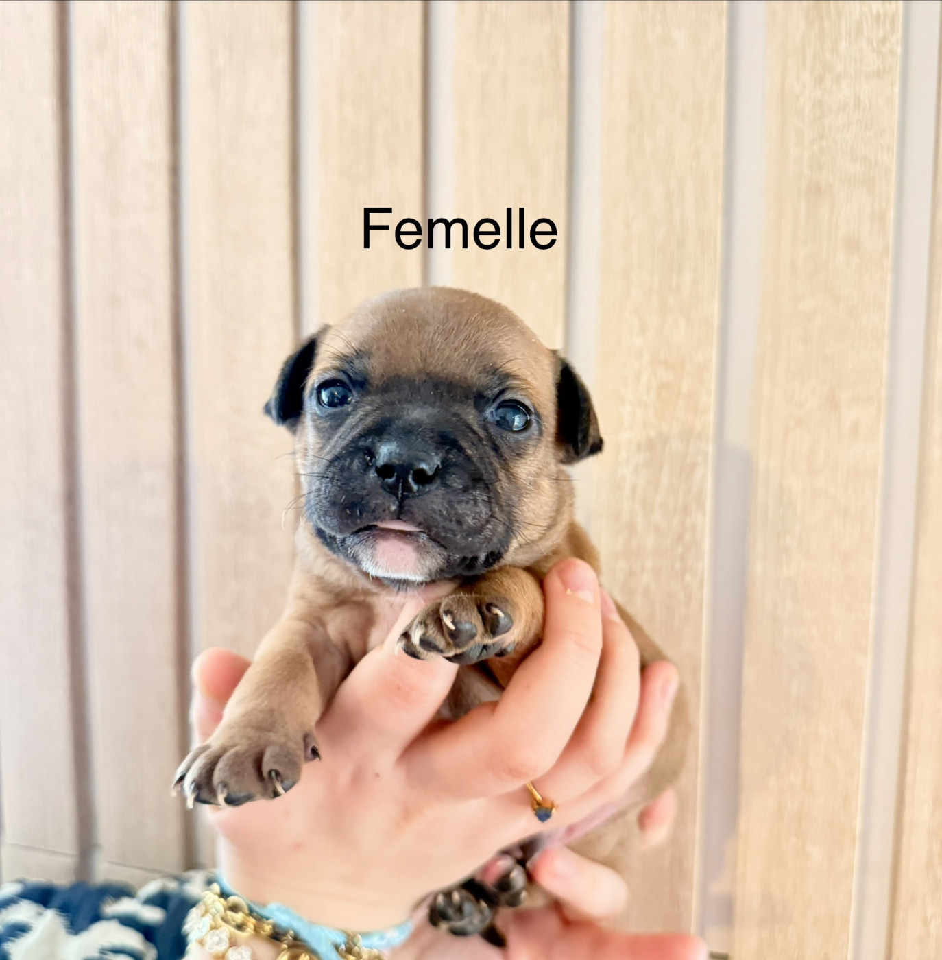 Of The Warriors Red Skins - Chiots disponibles - Staffordshire Bull Terrier