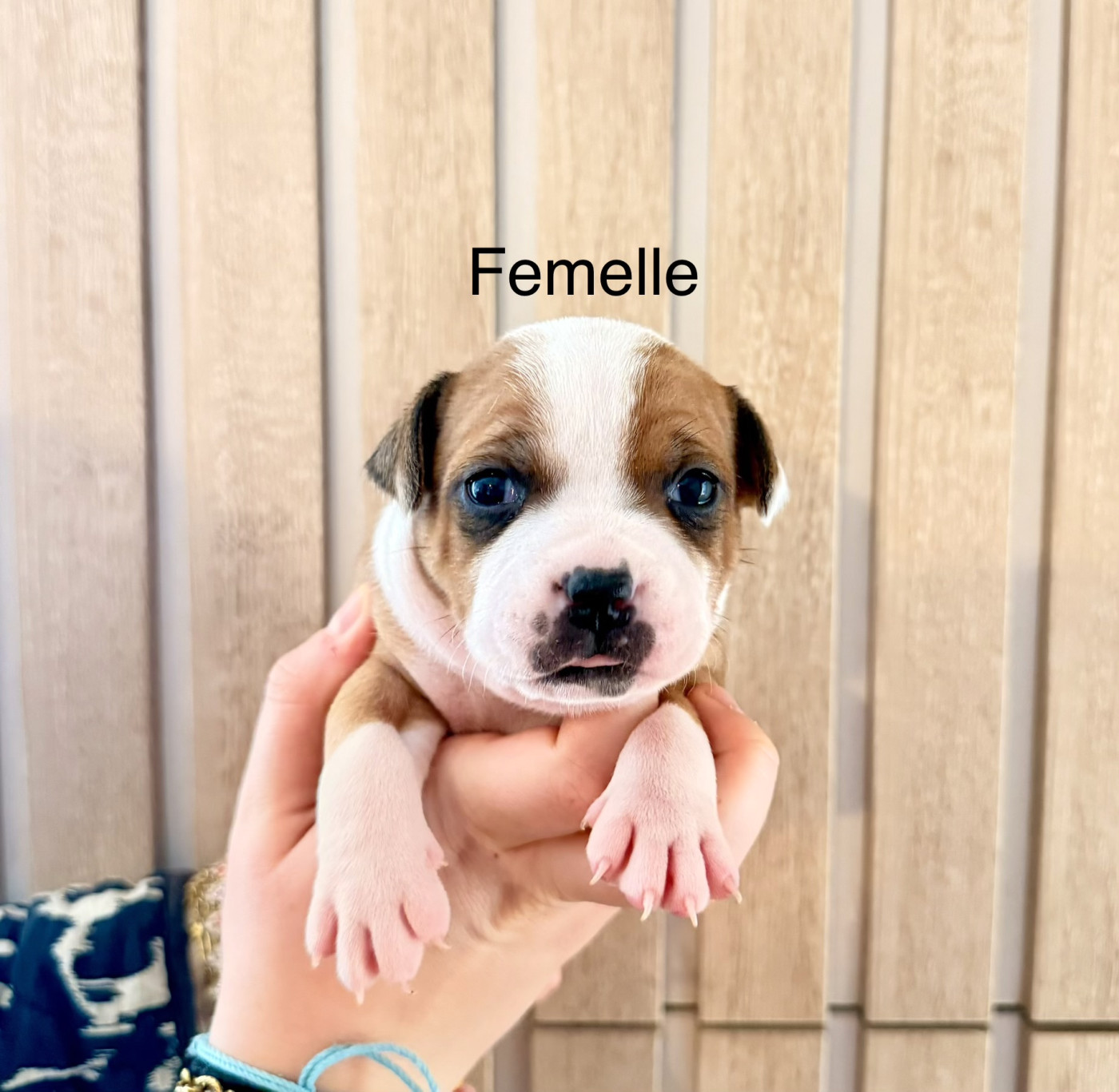 Of The Warriors Red Skins - Chiots disponibles - Staffordshire Bull Terrier