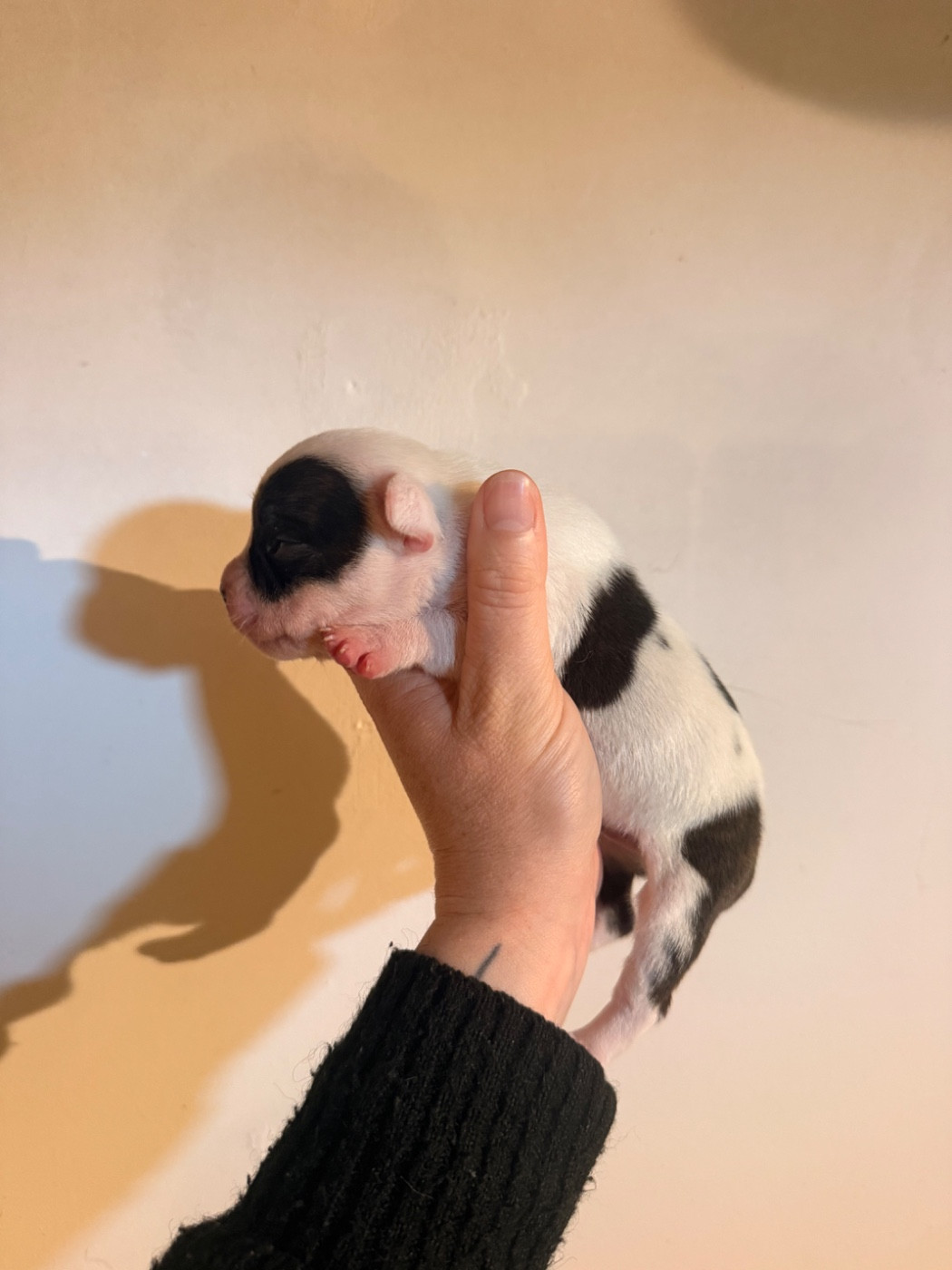 Of The Warriors Red Skins - Chiots disponibles - Staffordshire Bull Terrier