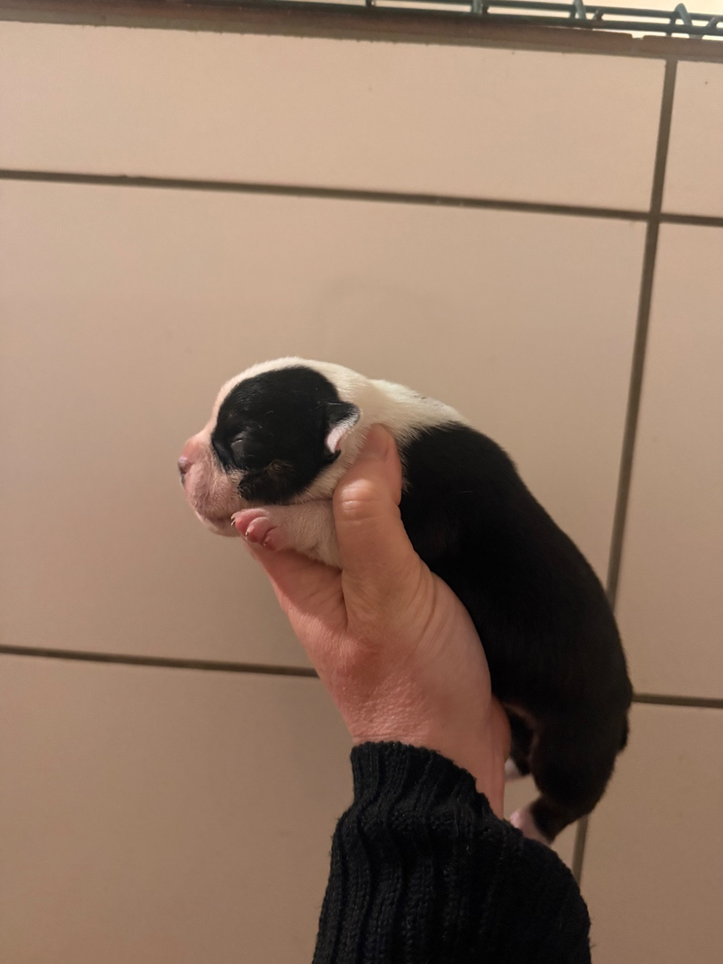 Of The Warriors Red Skins - Chiots disponibles - Staffordshire Bull Terrier