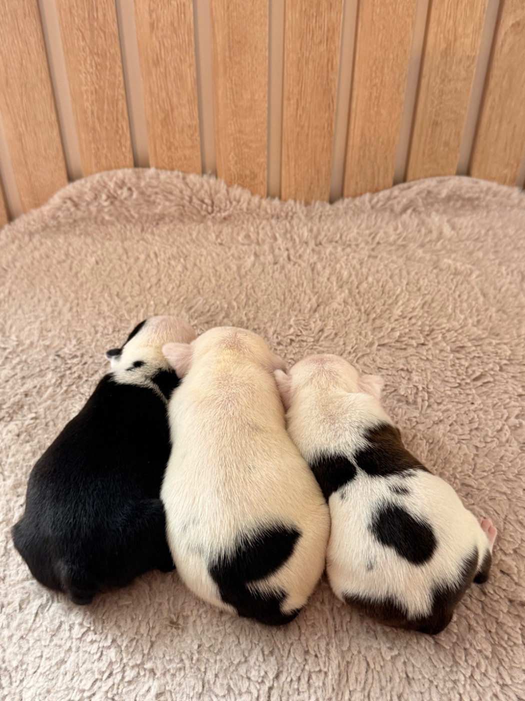 Chiot Staffordshire Bull Terrier Of The Warriors Red Skins