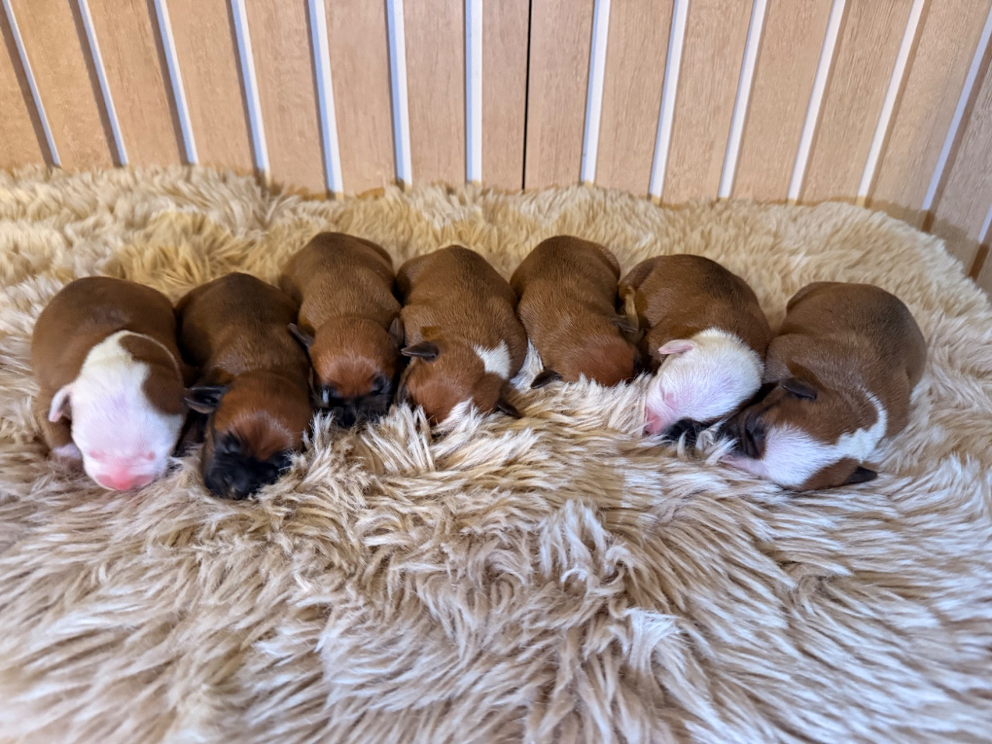 Chiot Staffordshire Bull Terrier Of The Warriors Red Skins