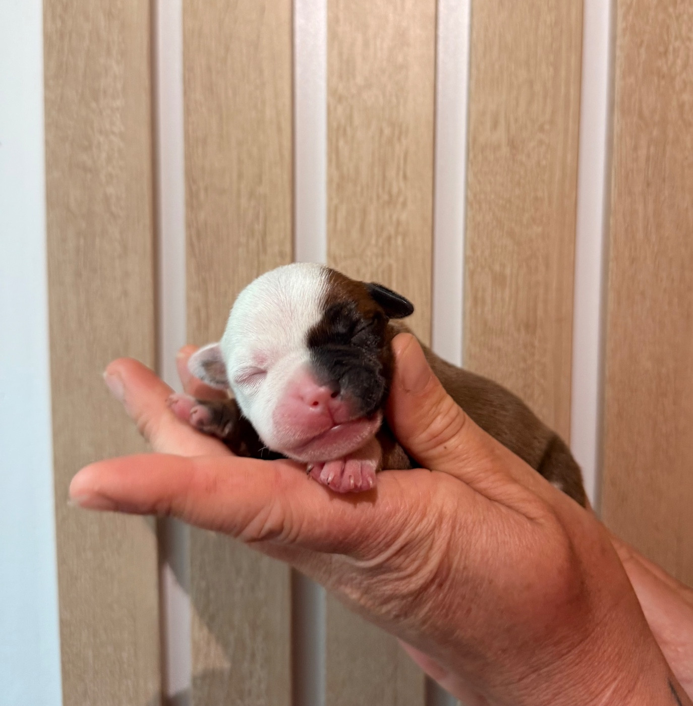 Of The Warriors Red Skins - Chiots disponibles - Staffordshire Bull Terrier