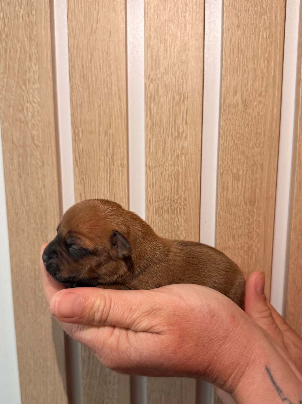 Of The Warriors Red Skins - Chiots disponibles - Staffordshire Bull Terrier