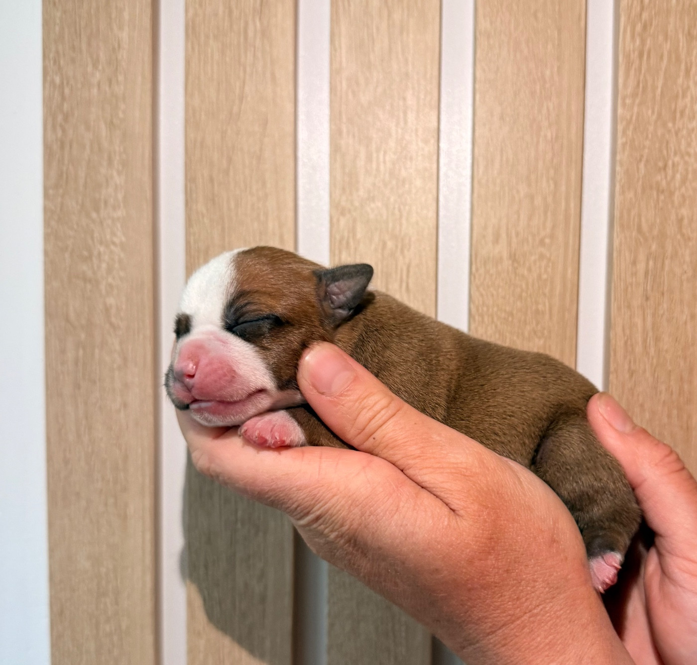 Of The Warriors Red Skins - Chiots disponibles - Staffordshire Bull Terrier