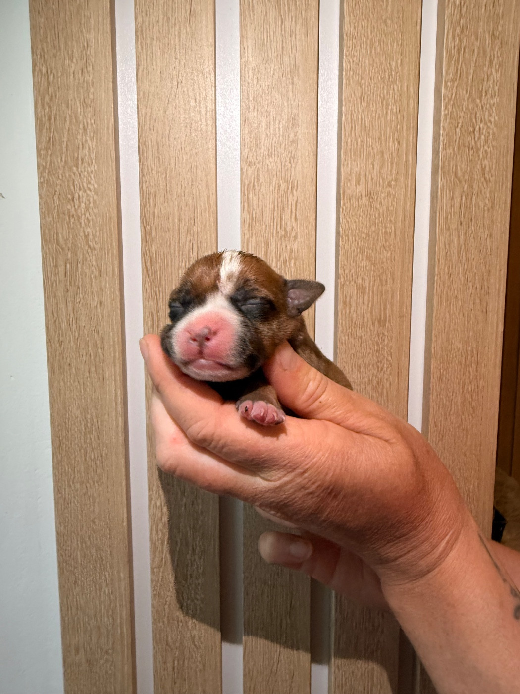 Of The Warriors Red Skins - Chiots disponibles - Staffordshire Bull Terrier