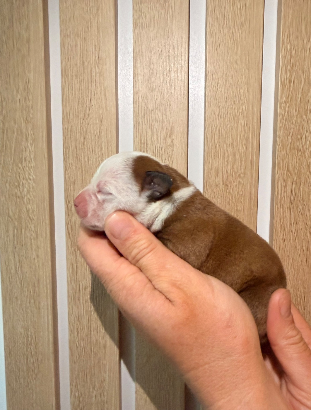 Of The Warriors Red Skins - Chiots disponibles - Staffordshire Bull Terrier