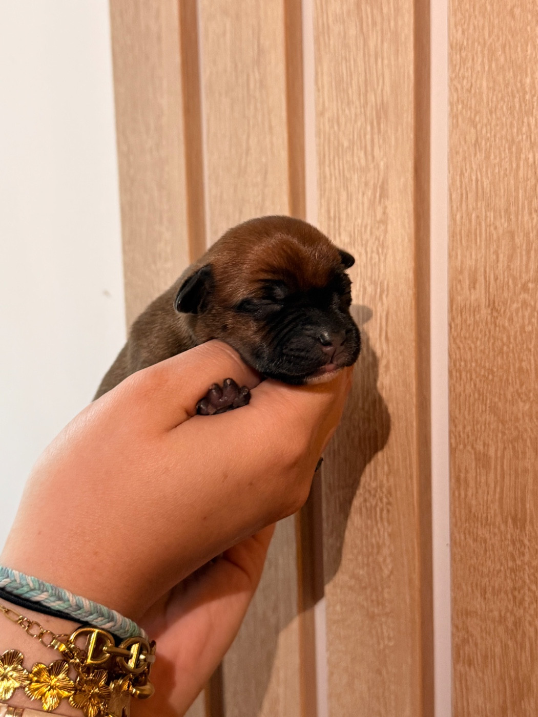 Of The Warriors Red Skins - Chiots disponibles - Staffordshire Bull Terrier