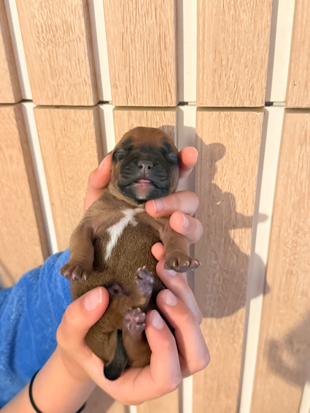 Of The Warriors Red Skins - Chiots disponibles - Staffordshire Bull Terrier