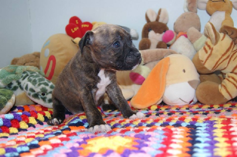 Of The Warriors Red Skins - Staffordshire Bull Terrier - Portée née le 05/07/2013