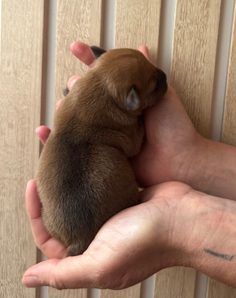 Of The Warriors Red Skins - Chiots disponibles - Staffordshire Bull Terrier