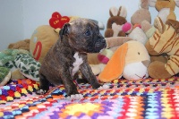 CHIOT